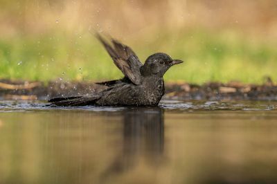 Eine juvenile Amsel / Blackbird