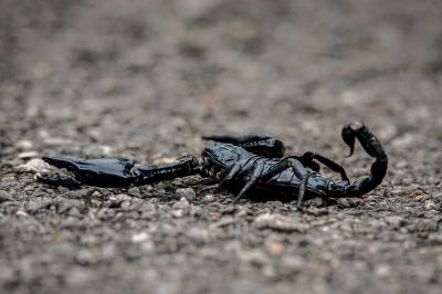 Schwarzer Laos-Skorpion / Asian Forest Scorpion