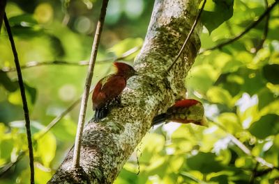 Mennigspecht / Banded Woodpecker