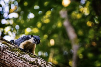 Schwarzes Riesenhörnchen / Black Giant Squirrel