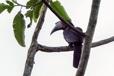 Malaienhornvogel (W) / Black Hornbill