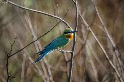 Blauschwanzspint / Blue-tailed Bee-eater