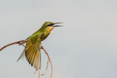 Blauschwanzspint (J) / Blue-tailed Bee-eater