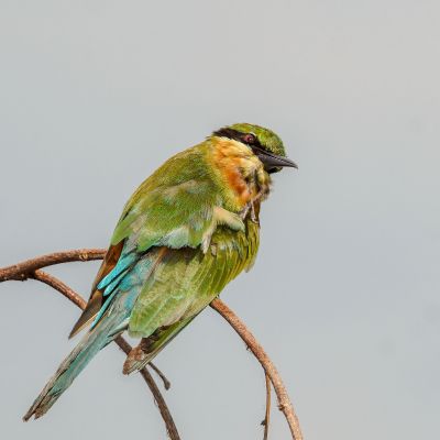 Blauschwanzspint (J) / Blue-tailed Bee-eater