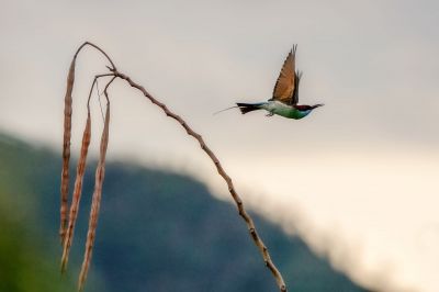 Malaienspint / Blue-throated Bee-eater