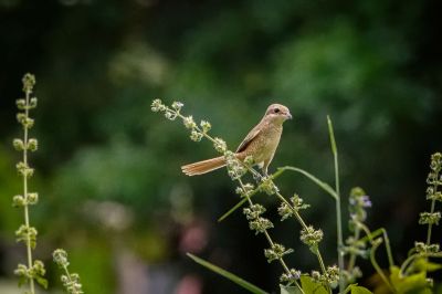 Braunwürger / Brown Shrike