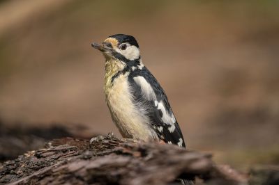 Buntspecht (F) / Great Spotted Woodpecker