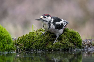 Buntspecht (Juv) / Great Spotted Woodpecker