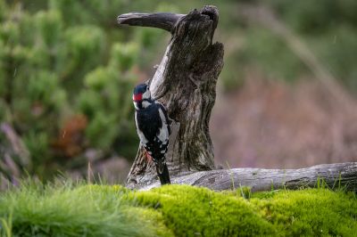 Buntspecht (M) / Great Spotted Woodpecker
