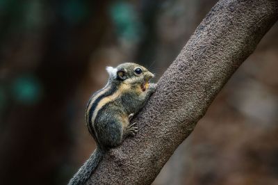 Himalaya-Streifenhörnchen / Himalayan striped Squirrel - Burmese striped Squirrel