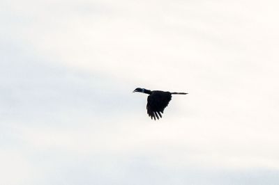 Kurzschopf-Hornvogel / Bushy-crested Hornbill