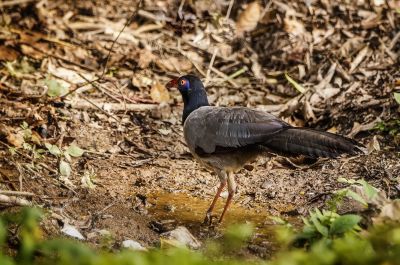 Renauldkuckuck / Coral-billed Ground-cuckoo