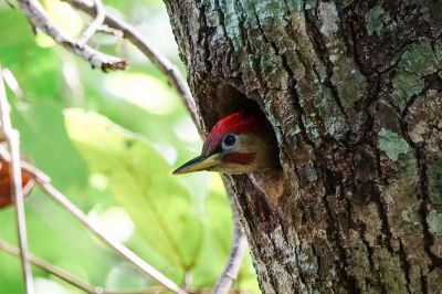Rotflügelspecht (M) / Crimson-winged Woodpecker