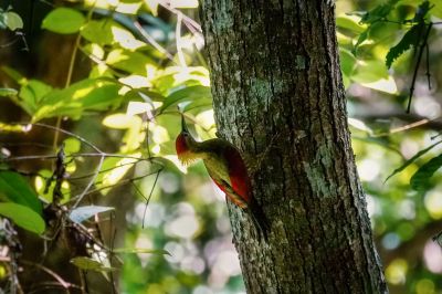 Rotflügelspecht (W) / Crimson-winged Woodpecker