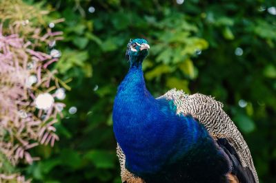 Blauer Pfau (M) / Indian Peafowl (Blue Peafowl)