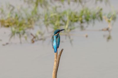 Eisvogel (M) / Common Kingfisher