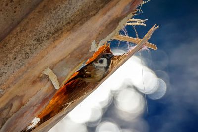 Feldsperling / Eurasian Tree Sparrow