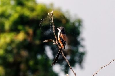 Schachwürger / Long-tailed Shrike