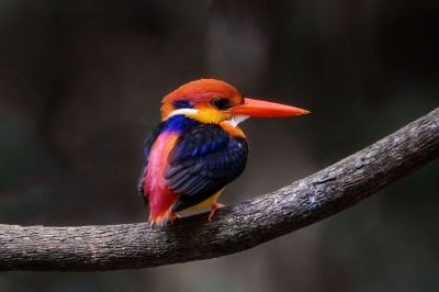 Dschungelzwergfischer - Orientalischer Zwergfischer / Black-backed Kingfisher - Oriental Dwarf-kingfisher