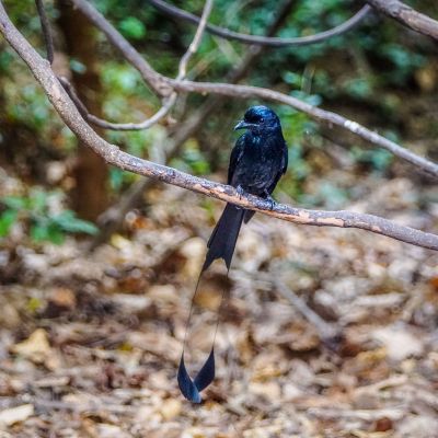 Flaggendrongo / Greater Racket-tailed Drongo