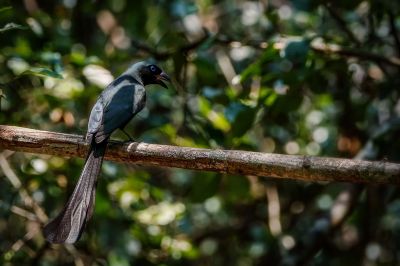 Spatelbaumelster / Racket-tailed Treepie
