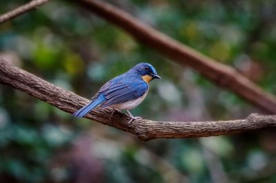 Tickellblauschnäpper (M) / Tickell's Blue-flycatcher
