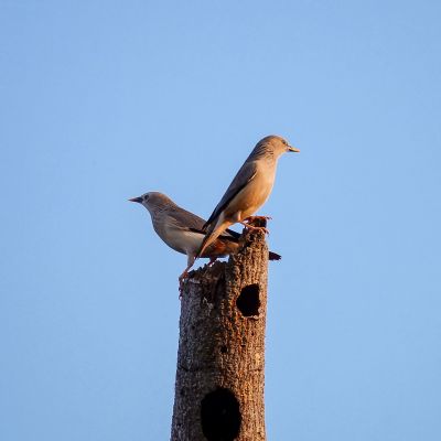Graukopfstar / Chestnut-tailed Starling