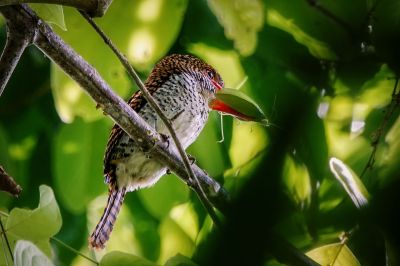 Wellenliest (W) / Banded Kingfisher