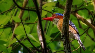 Wellenliest (M) / Banded Kingfisher