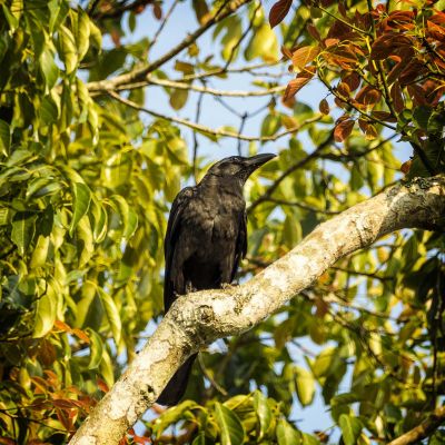 Dickschnabelkrähe / Large-billed Crow - Jungle Crow