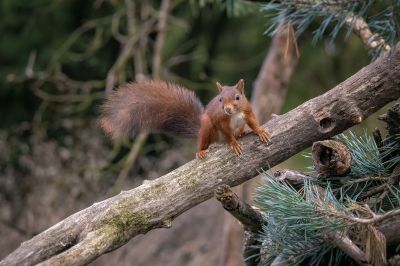 Eurasisches Eichhörnchen - Eichhörnchen / Red Squirrel