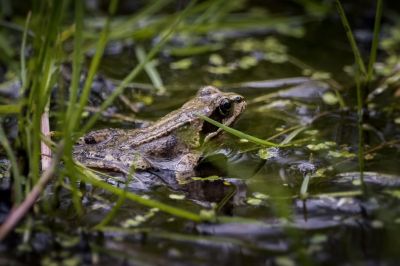 Grasfrosch / Common Frog