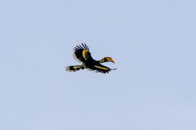 Doppelhornvogel (J-W) / Great Hornbill