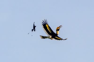 Doppelhornvogel (W) / Great Hornbill