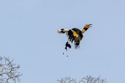 Doppelhornvogel (W) / Great Hornbill