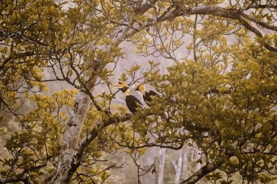 Doppelhornvogel (M&W) / Great Hornbill