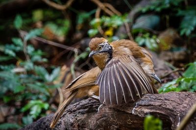 Brustbandhäherling / Greater Necklaced Laughingthrush
