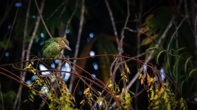 Grünohr-Bartvogel / Green-eared Barbet