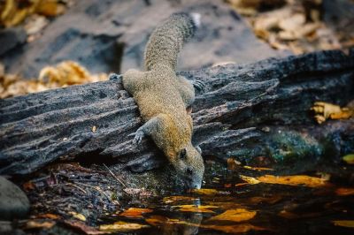 Graubauchhörnchen / Grey-bellied Squirrel