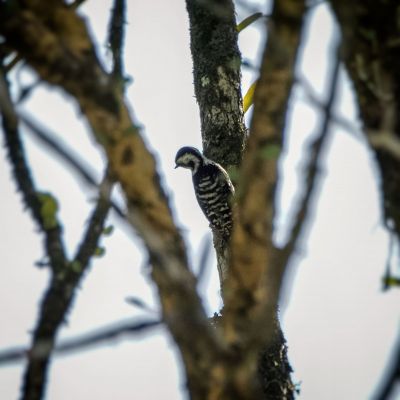 Grauscheitelspecht / Grey-capped Pygmy Woodpecker