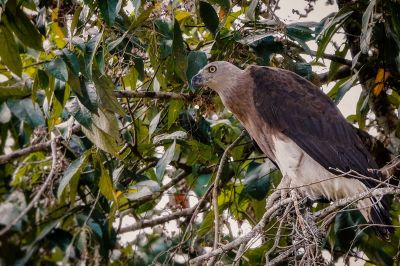 Graukopfseeadler / Grey-headed fish eagle