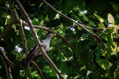 Pickeringfruchttaube / Grey Imperial Pigeon