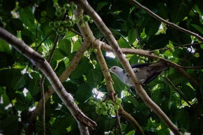 Pickeringfruchttaube / Grey Imperial-pigeon