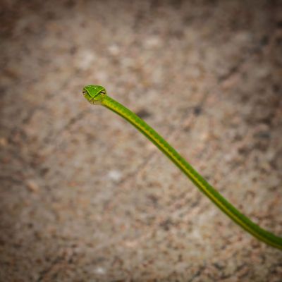 Grüne Peitschennatter - Grüner Baumschnüffler / Oriental Whip Snake - Asian vine snake