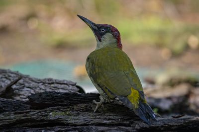 Grünspecht / European Green Woodpecker