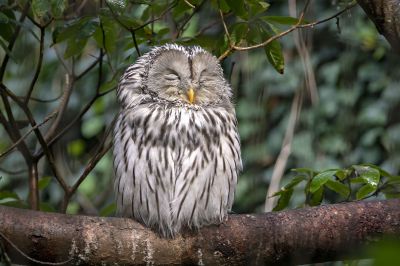 Habichtskauz / Ural owl