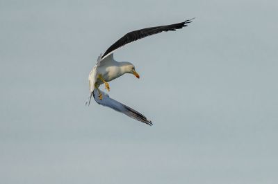 Heringsöwe /Lesser Black-backed Gull