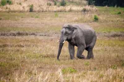 Indischer Elefant / Indian Elephant