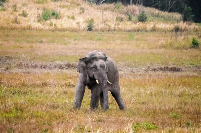 Indischer Elefant / Indian Elephant