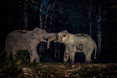 Rumble in the jungle! Indischer Elefant / Indian Elephant